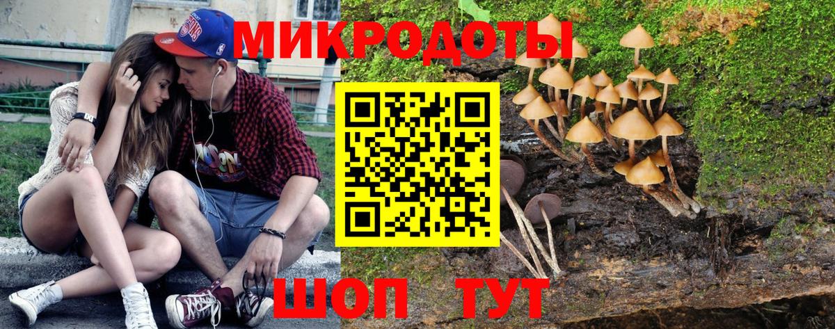 Псилоцибиновые грибы Psilocybe Кемерово